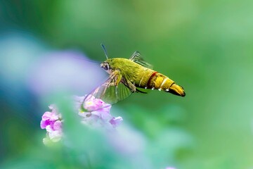 Closeup of a vibrant Pellucid hawk moth in a lush green  with a blurry background