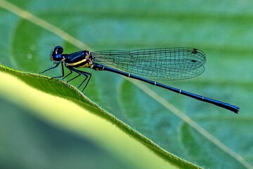 blue and black dragonfly perched on a green leaf with green background - Powered by Adobe