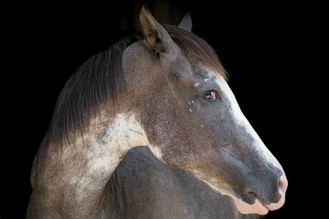 Majestic Creole horse standing alone in a pasture, its gaze directed toward the camera