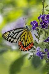 Beautiful common Jezebel (Delias eucharis) butterfly perched on a cluster of vibrant purple flowers