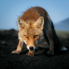 Fototapeta premium AI generated illustration of an adorable red fox looking directly at the camera
