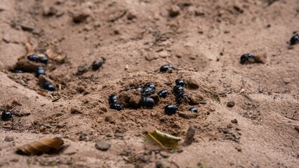 a pile of ants in the dirt with their black heads