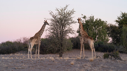Naklejka na ściany i meble Giraffes in the wild, Augrabies Falls National Park, South Africa 