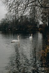 two swans in the water and one is swimming with it