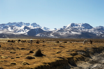 image shows many Andean camelids grazing