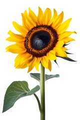 AI generated illustration of vibrant yellow sunflower isolated on white background