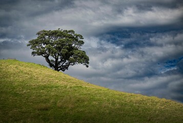 Loan tree on a hillside with cloudy sky