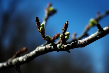 AI generated illustration of tree branch with blooming buds