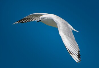 Single seagull in flight against a blue sky