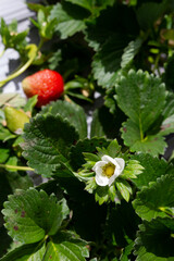 detailed plan of a flower, strawberry on a farm, with natural lighting and blurred background 