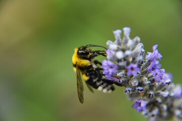 Fototapeta premium Selective focus of a bumblebee on lavender in a field with a blurry background