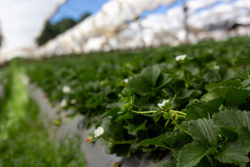 close-up of foliage on a strawberry farm with blurred background 