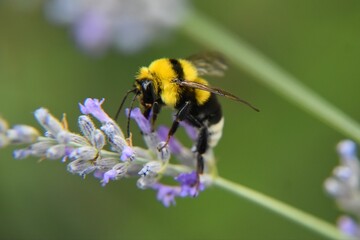 Selective focus of a bumblebee on lavender in a field with a blurry background