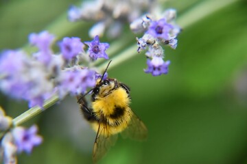 Selective focus of a bumblebee on lavender in a field with a blurry background