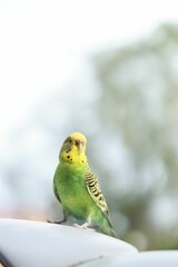 Vertical closeup of a yellow parrot perched on a car