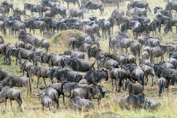 Wildebeest Migration in Kenya