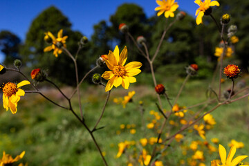 Aspilia flowers in forest, blue sky and with blur background