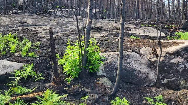 Green Plants Sprouting In Burnt Forest Landscape. Rebirth After Wildfire In Ontario, Canada. sideways