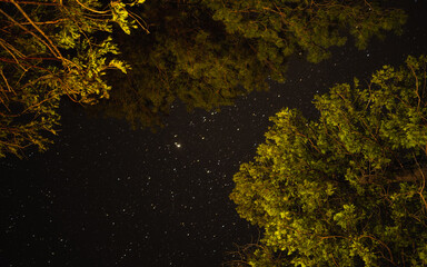 green moss on the rock