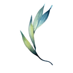 watercolor leaf isolated on transparent background