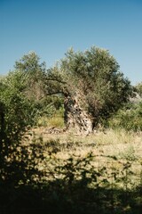 Fototapeta na wymiar Ancient olive tree located in the region of Crete, Greece, estimated to be over 2000 years old