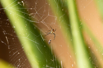 Photograph of spider catching small fly in its web to eat.