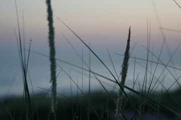 a picture of some grass and water with a sunset in the background