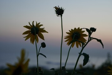 a couple of yellow flowers in a field at dusk,