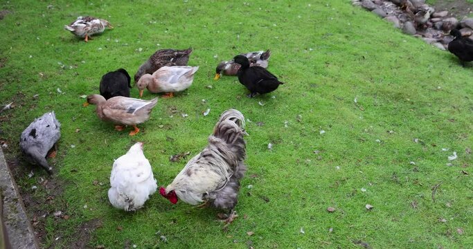 different types of birds living on the farm, an open zoo with different types of birds