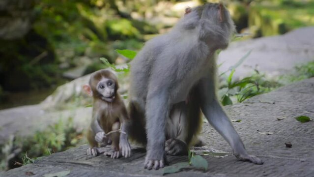 Cute baby Asian Rhesus macaque playing with her mother. Handheld camera 
