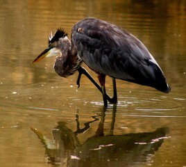 Great blue heron scratching itch