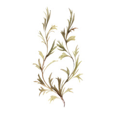 watercolor wildflower flower border isolated on transparent background