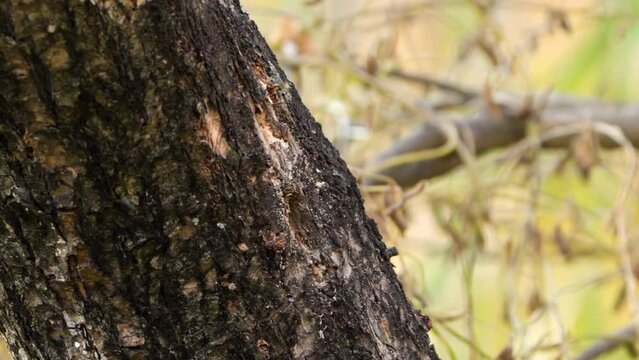 Vinous-throated Parrotbill Perches on Tree Trunk and Takeoff in Slow Motion