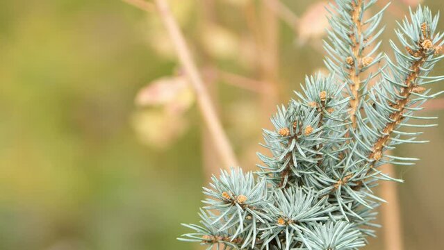 Vinous-throated Parrotbill Looking Out Perched on Blue Pinyon Pine Twig and Takeoff Flying Away