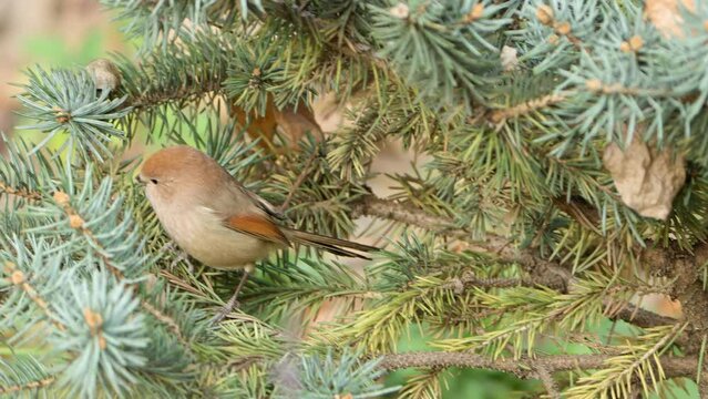 Vinous-throated Parrotbill (Suthora webbiana) Jumps on Small Pine Tree Searching Pignoli Nuts