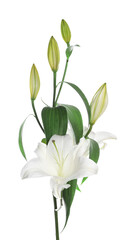 Beautiful fresh lily plant isolated on white