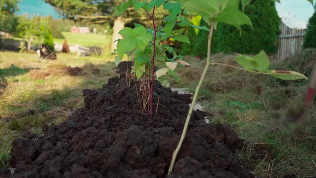 Gardener Raking Soil On Raspberry And Apple Tree Seedlings. closeup