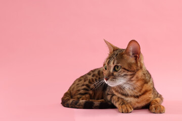 Cute Bengal cat on pink background, space for text. Adorable pet