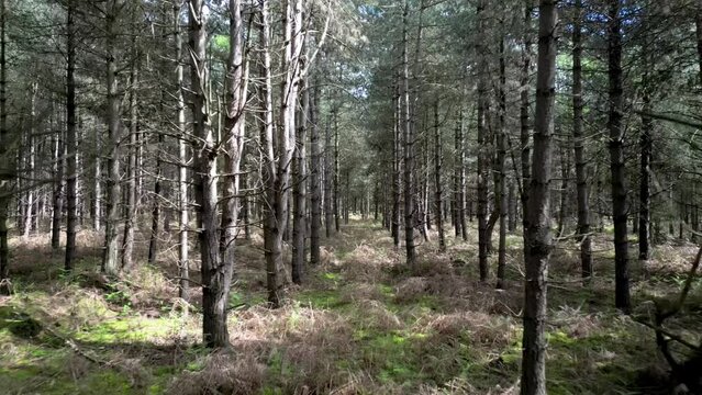 Dense Trees of Rendlesham Forest in Suffolk, England, Aerial Flight