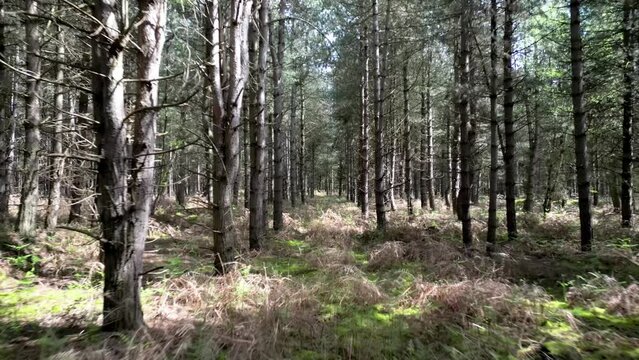 Mysterious Rendlesham Forest with Dense Trees, Aerial