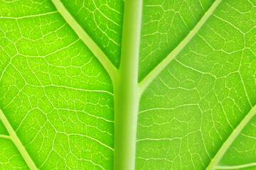 Macro photo of green leaf as background, top view