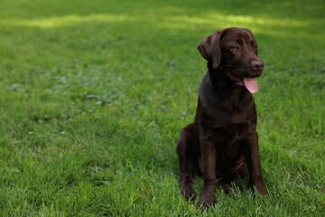 Adorable Labrador Retriever dog sitting on green grass in park, space for text