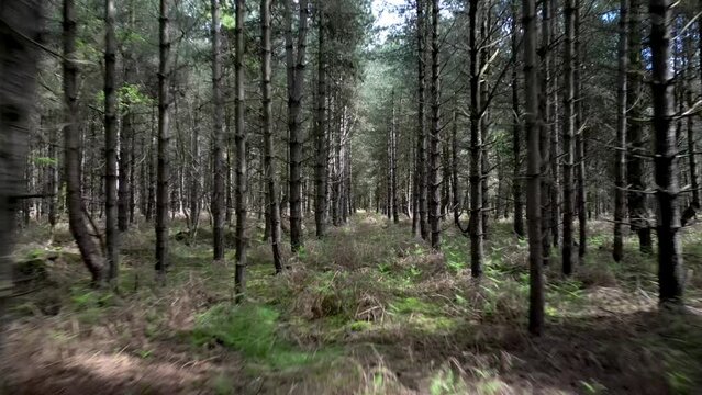 Aerial Drone Flight through Rendlesham Forest in Suffolk, England