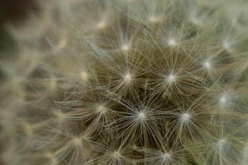 a large dandelion in a blurry photo with shallow focus