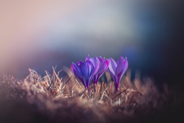three purple crocus growing from the grass in spring