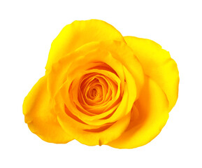 Beautiful fresh yellow rose isolated on white