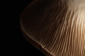 Naklejka premium Macro photo of oyster mushroom on black background