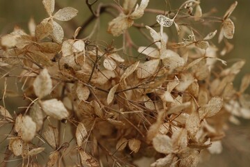 Isolated image of wilted, dried brown leaves hanging from a bare branch against a plain background
