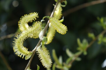 Fototapeta premium Vibrant green willow tree branch with a blurred background