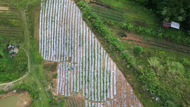 Top down view of strawberry farm rows in green scenery, Philippines